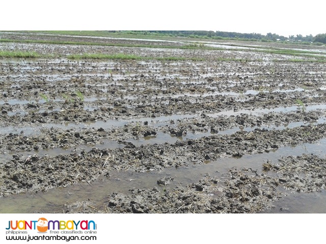 AGRI LOT FOR SALE (CATABLAN, URDANETA CITY, PANGASINAN)