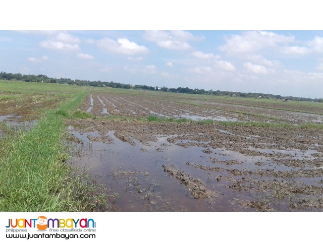 AGRI LOT FOR SALE (CATABLAN, URDANETA CITY, PANGASINAN)