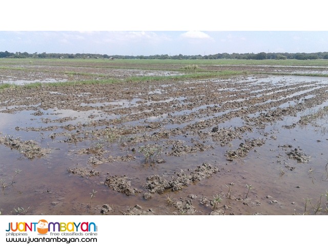 AGRI LOT FOR SALE (CATABLAN, URDANETA CITY, PANGASINAN)