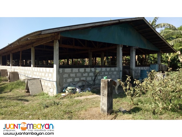 1.25-hectare farm with piggery in Lubao, Pampanga. NEGOTIABLE.