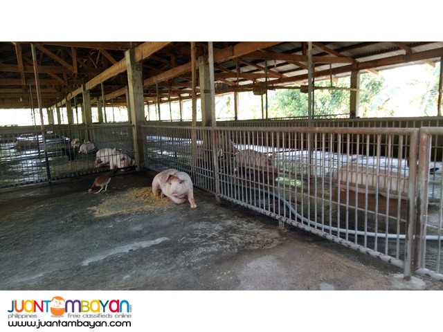 1.25-hectare farm with piggery in Lubao, Pampanga. NEGOTIABLE.
