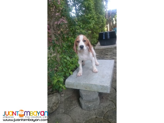 QUALITY BEAGLE PUPPIES 22 CHAMP MARKS STRONG AUSSIE LINE