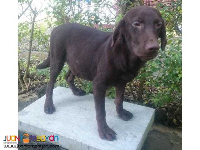 QUALITY LABRADOR CHOCO PUPPIES RUSH RUSH