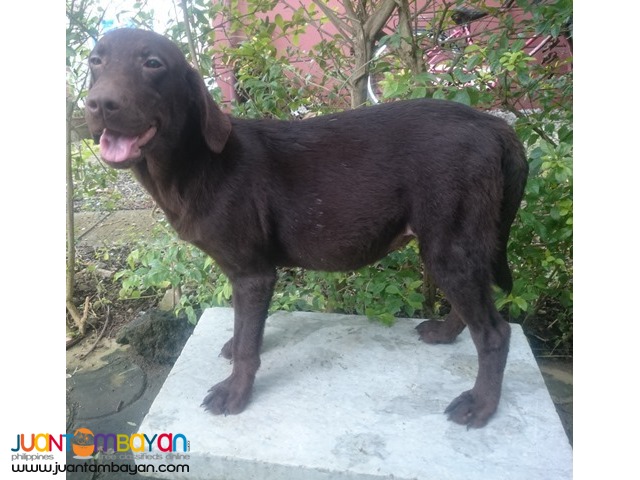 QUALITY LABRADOR CHOCO PUPPIES RUSH RUSH