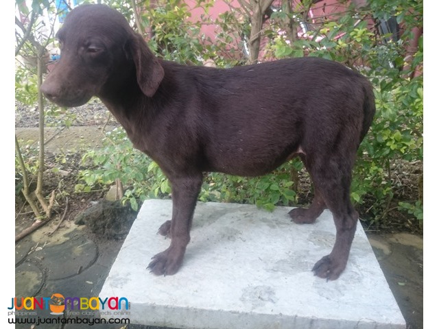 QUALITY LABRADOR CHOCO PUPPIES RUSH RUSH