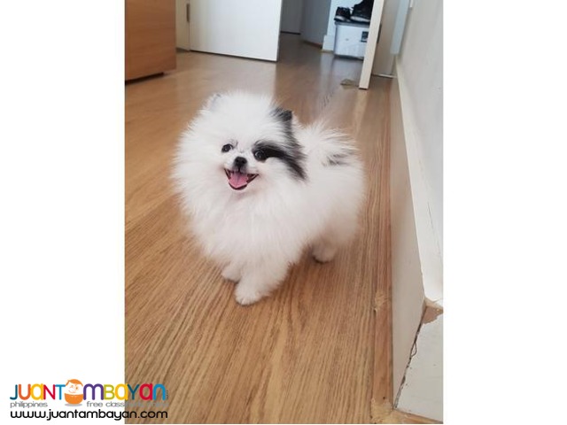 Stunning one in million teacup pomeranian girl available