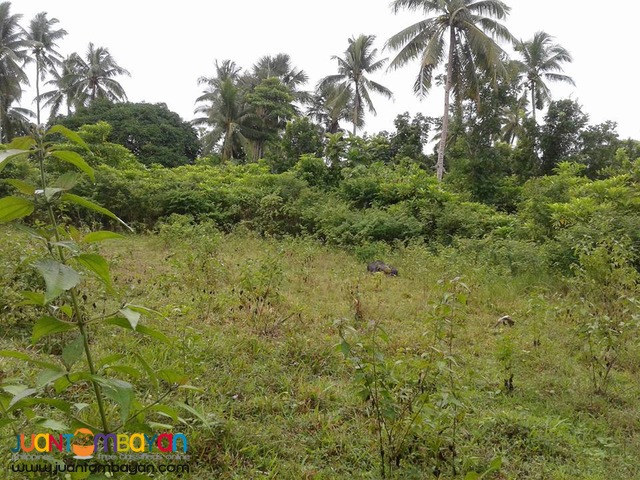 20000 sqm Mango Farm Guimaras Property