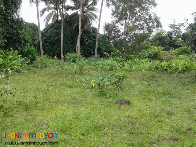 20000 sqm Mango Farm Guimaras Property