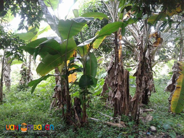 20000 sqm Mango Farm Guimaras Property