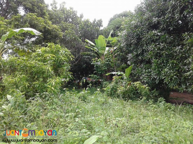 20000 sqm Mango Farm Guimaras Property
