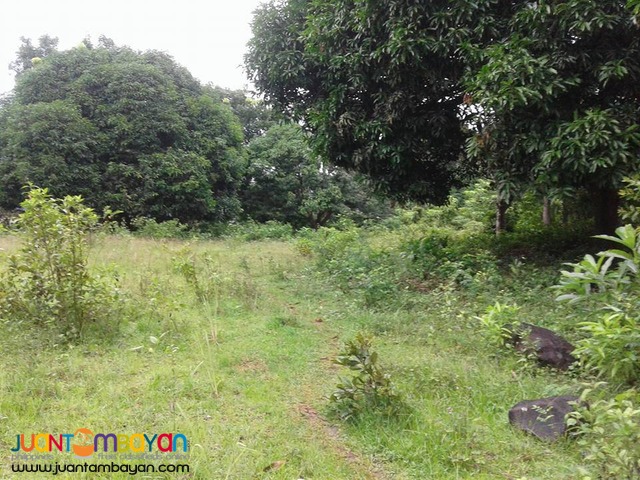 20000 sqm Mango Farm Guimaras Property