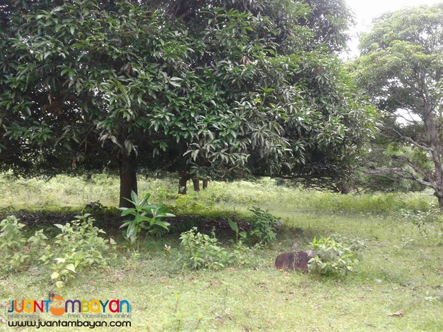 20000 sqm Mango Farm Guimaras Property