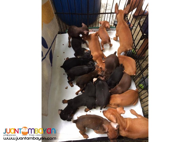 Quality Mini Pinscher