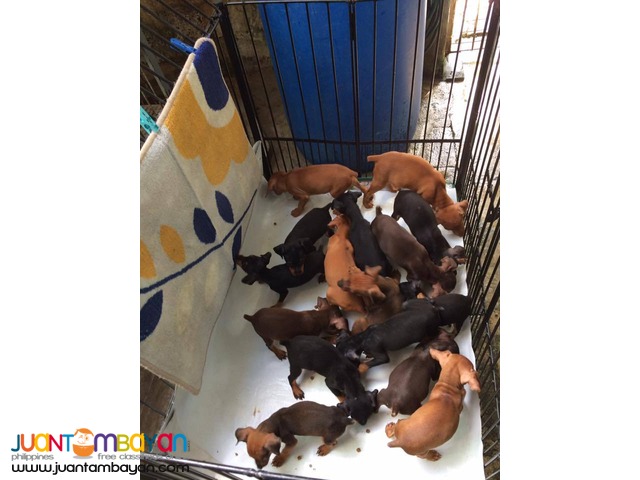 Quality Mini Pinscher
