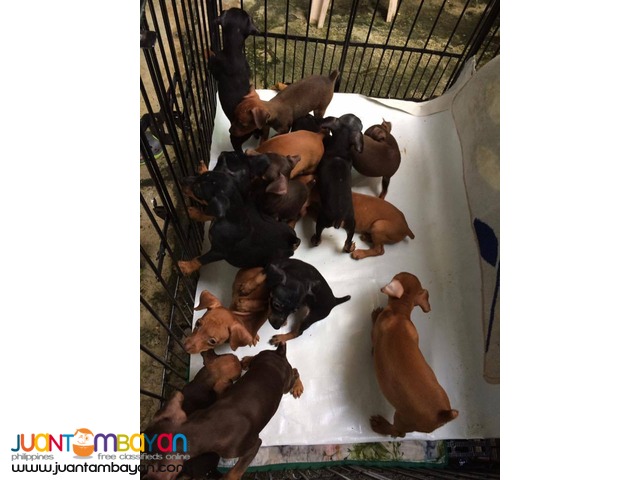 Quality Mini Pinscher