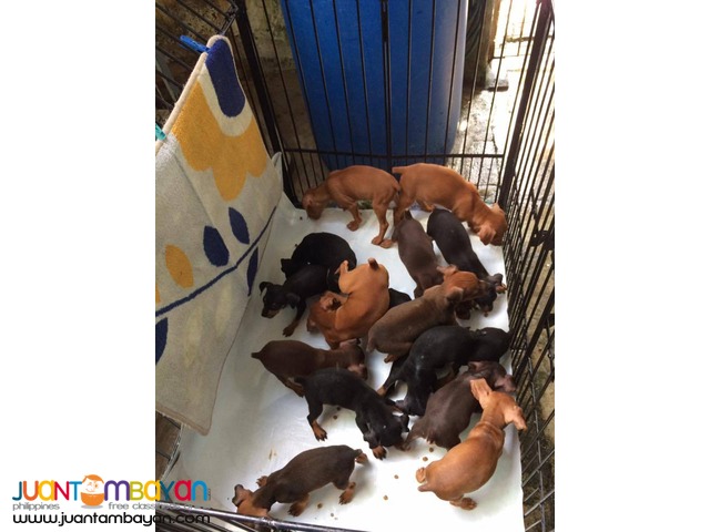 Quality Mini Pinscher