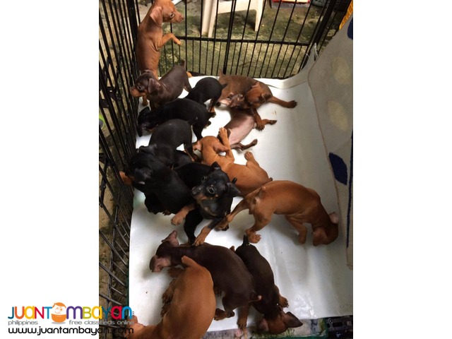 Quality Mini Pinscher