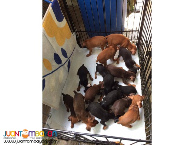 Quality Mini Pinscher