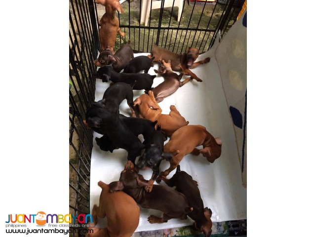 Quality Mini Pinscher