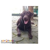 Quality XL Choco Labrador Proven for Stud See to Appreciate