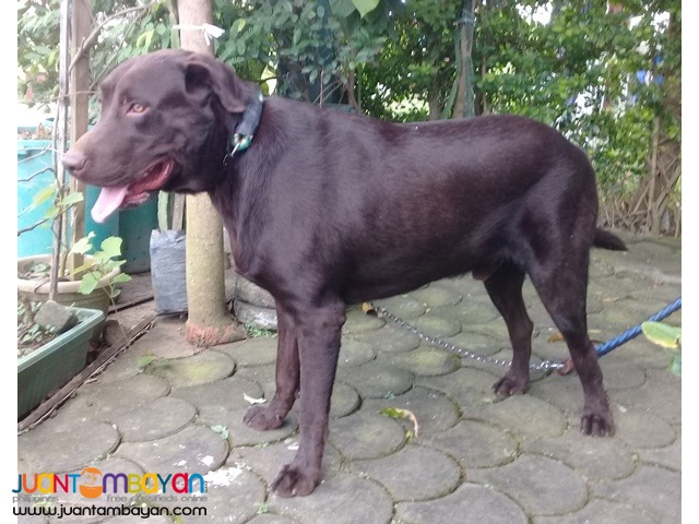 Quality XL Choco Labrador Proven for Stud See to Appreciate