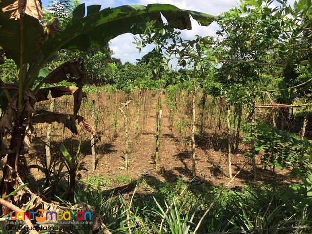 Farm Lot For Sale in Esperanza Alfonso Cavite