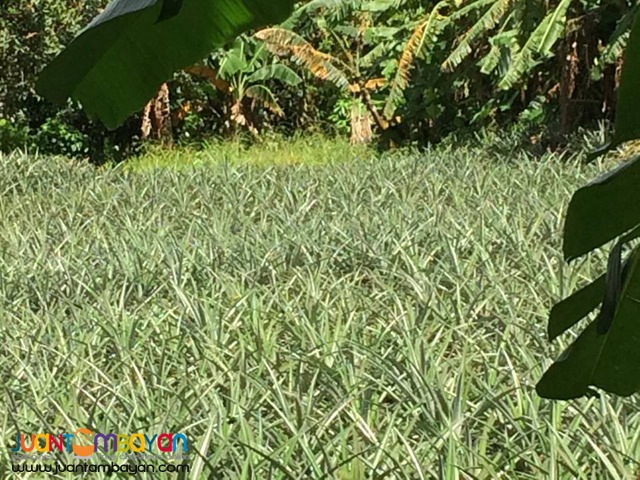 Farm Lot For Sale in Esperanza Alfonso Cavite