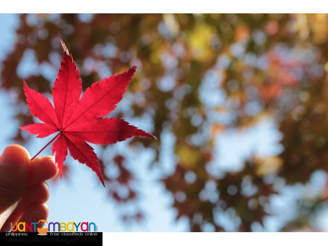 5D4N Korea Autumn Tour Package All In! 