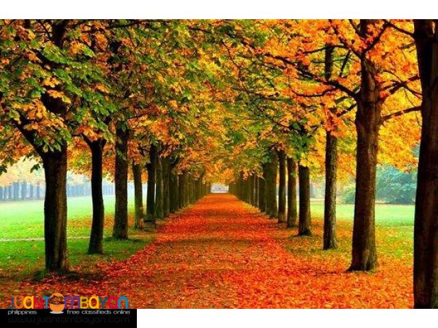 5D4N Korea Autumn Tour Package All In! 