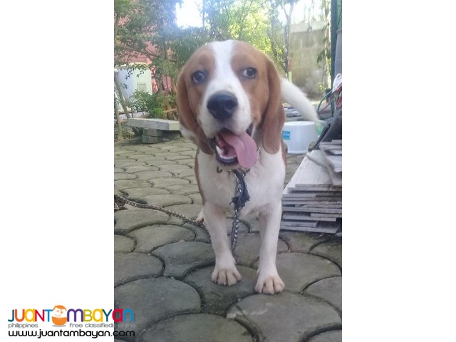 QUALITY FRESH BEAGLE STUD 20 RED MARKS IMPORTED CHAMP LINE