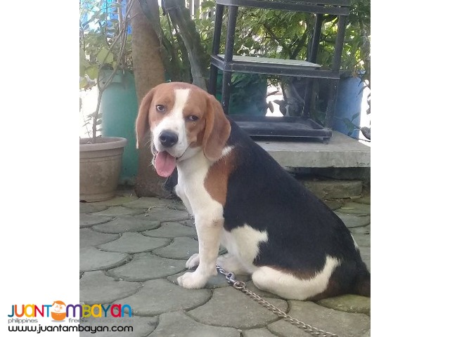 QUALITY FRESH BEAGLE STUD 20 RED MARKS IMPORTED CHAMP LINE