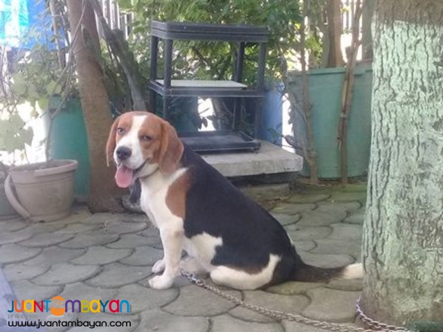 QUALITY FRESH BEAGLE STUD 20 RED MARKS IMPORTED CHAMP LINE