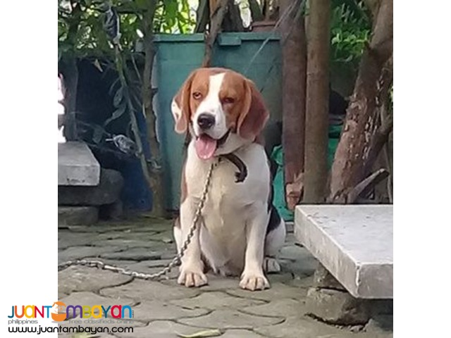 QUALITY FRESH BEAGLE STUD 20 RED MARKS IMPORTED CHAMP LINE