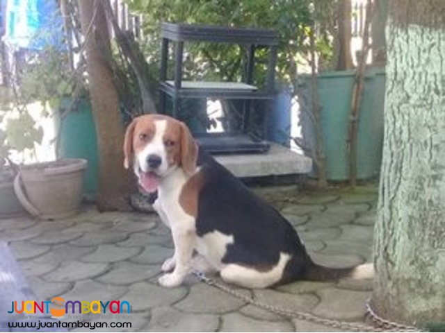 QUALITY FRESH BEAGLE STUD 20 RED MARKS IMPORTED CHAMP LINE