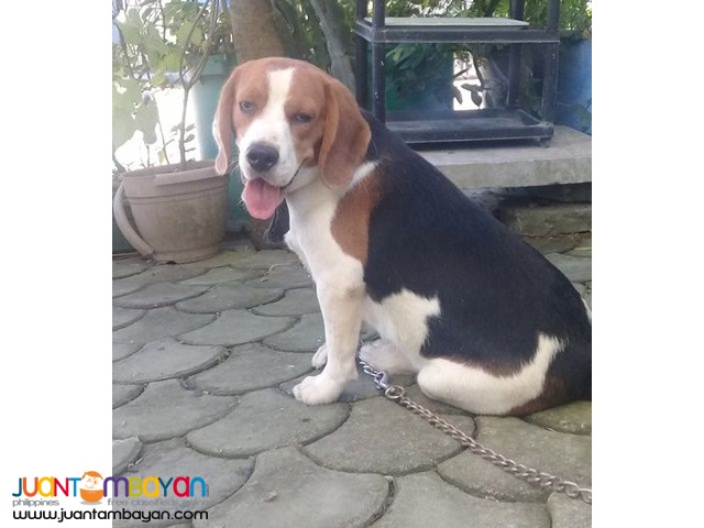 QUALITY FRESH BEAGLE STUD 20 RED MARKS IMPORTED CHAMP LINE