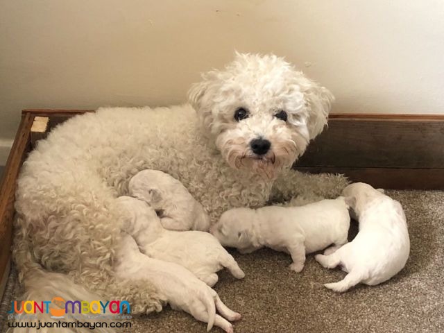 Two Bichon Frise Puppies Available Now For Sale