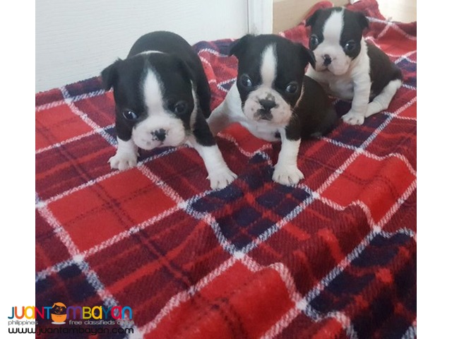 boston terrier dogs for sale