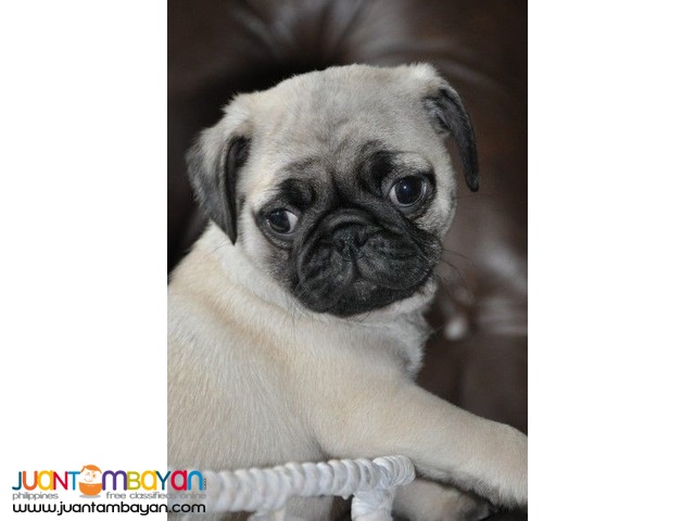 Pretty Pug Puppies for sale
