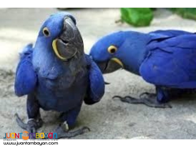 Available Hyacinth Macaw,Red Tail African Grey,Blue And Gold Macaw