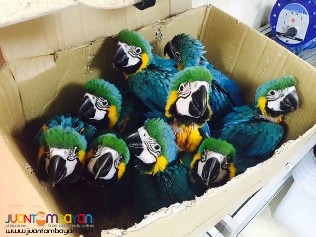 Available Hyacinth Macaw,Red Tail African Grey,Blue And Gold Macaw