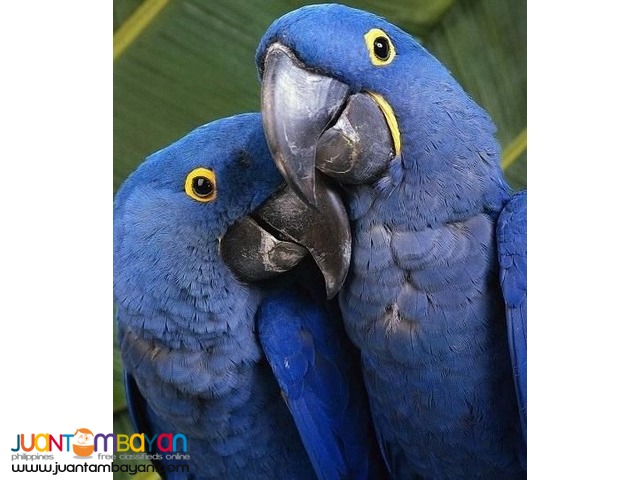 Available Hyacinth Macaw,Red Tail African Grey,Blue And Gold Macaw