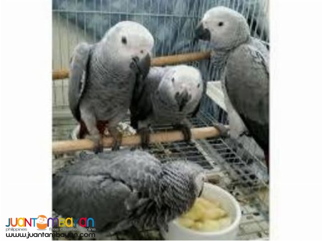 Available Hyacinth Macaw,Red Tail African Grey,Blue And Gold Macaw