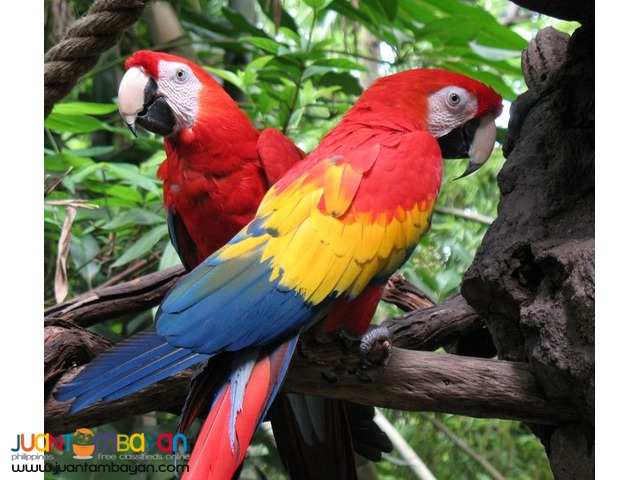 Available Hyacinth Macaw,Red Tail African Grey,Blue And Gold Macaw