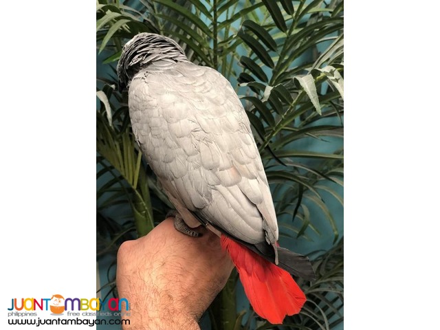 Available Hyacinth Macaw,Red Tail African Grey,Blue And Gold Macaw