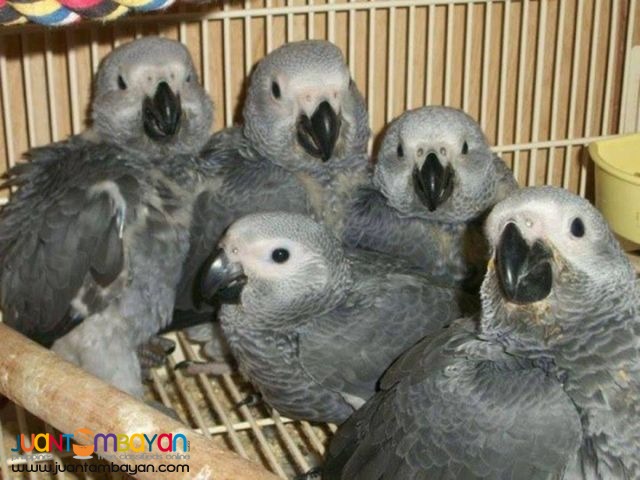 Available Hyacinth Macaw,Red Tail African Grey,Blue And Gold Macaw