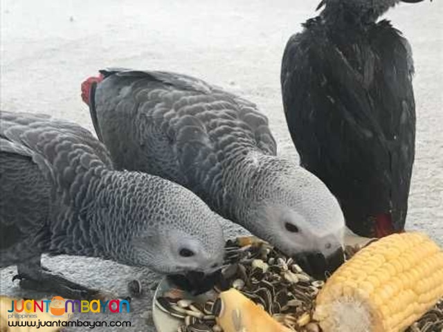 Available Hyacinth Macaw,Red Tail African Grey,Blue And Gold Macaw