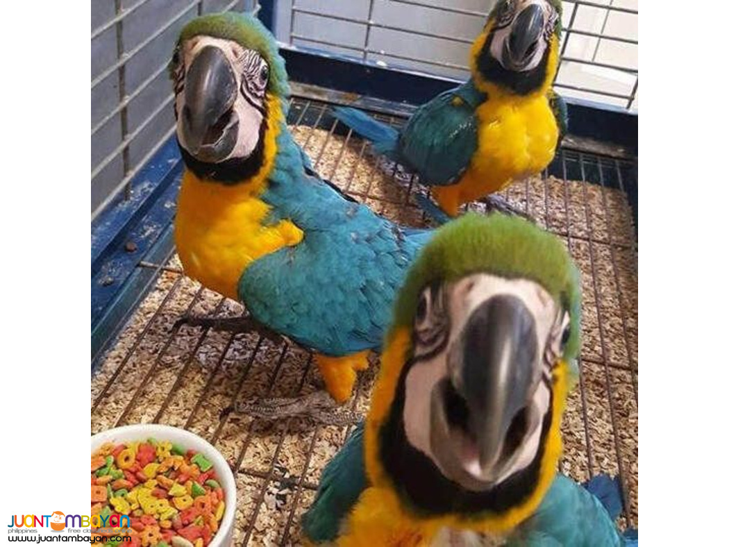 Available Hyacinth Macaw,Red Tail African Grey,Blue And Gold Macaw