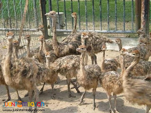 Healthy Ostrich Chicks,Emu Chicks,And Rhea Chicks  for sale