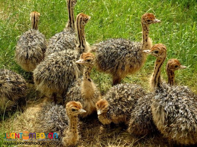 Healthy Ostrich Chicks,Emu Chicks,And Rhea Chicks  for sale