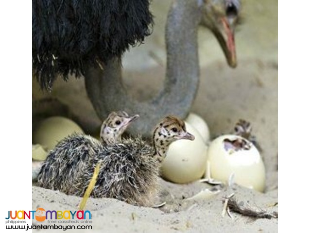 Healthy Ostrich Chicks,Emu Chicks,And Rhea Chicks  for sale